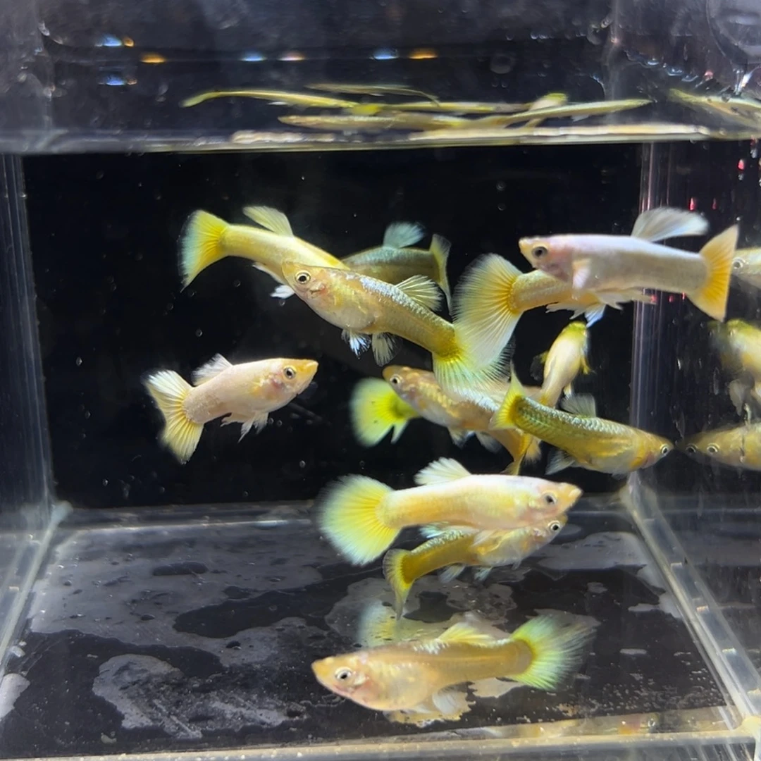 孔雀鱼黄金满麟孔雀鱼10条多的备损
