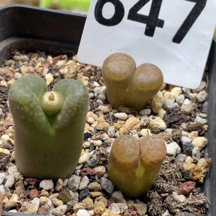 完全开放847母本风铃