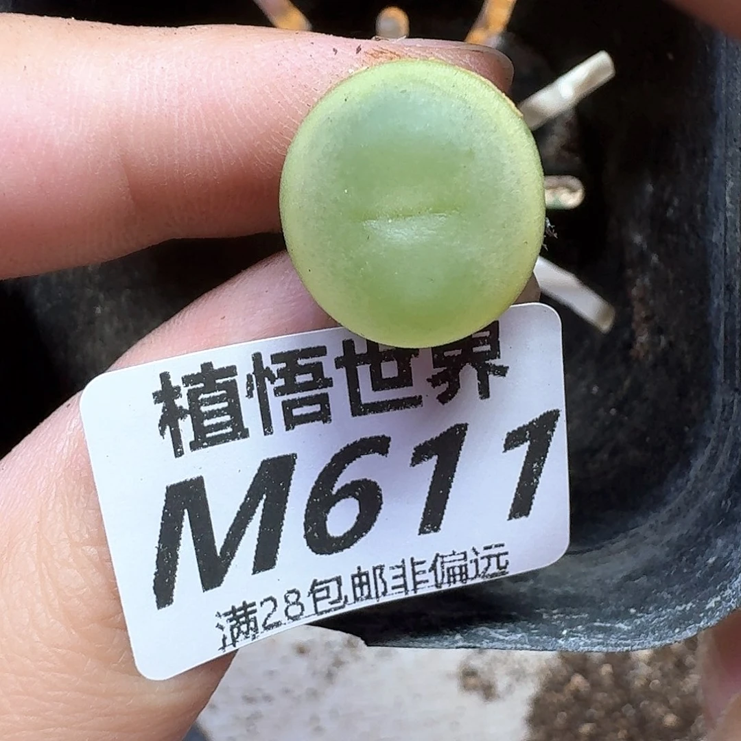 多肉植物的人生额g
