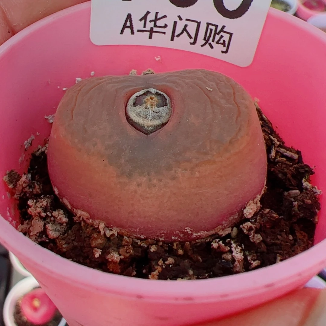 ✨****^我很喜欢这个A700