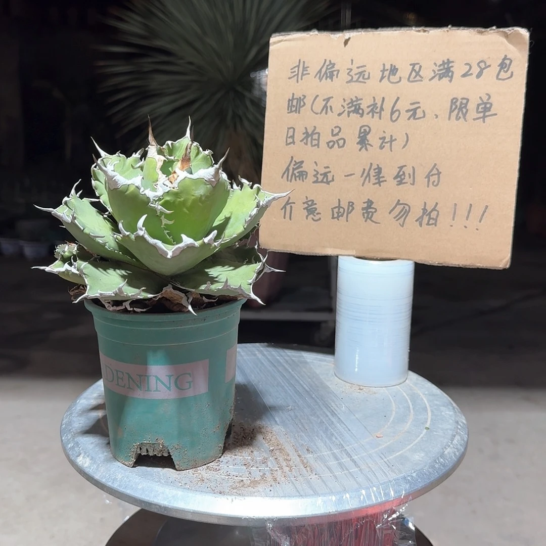 完全开放夕映仁王冠龙舌兰