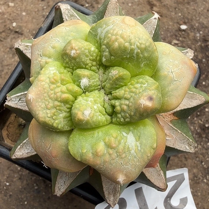 无花朵218哥连牡丹锦东三