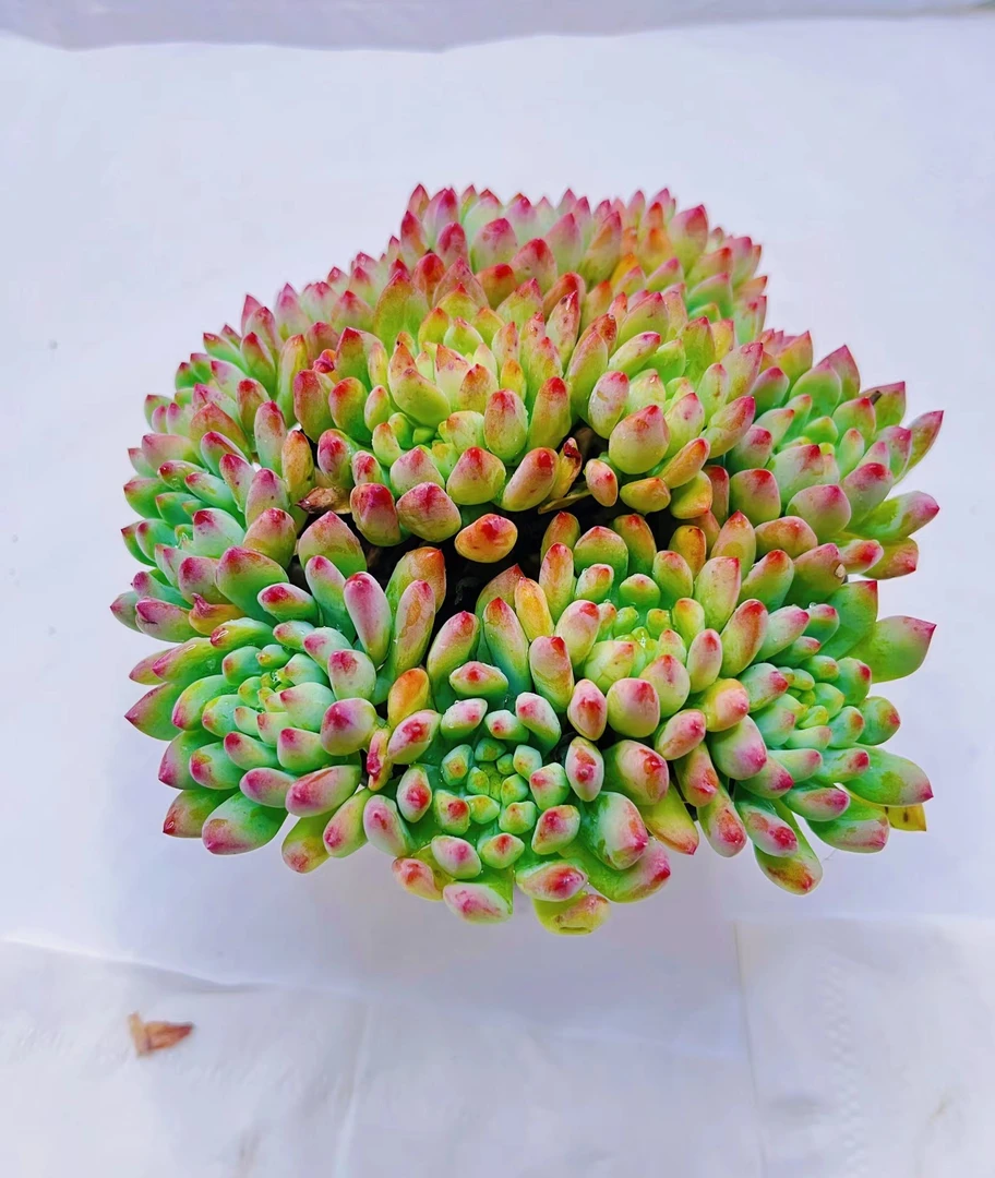 蓝苹果 多肉植物 云南基地直发新手养肉放阳台好养活 满18包邮