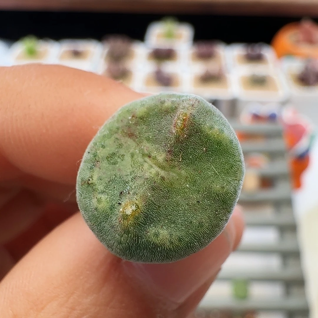 多肉植物福利绿豆糕326