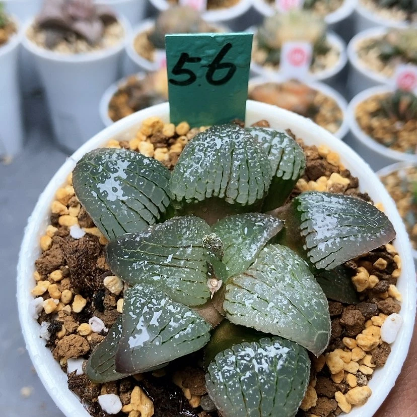 【闪购商品】56天空之镜