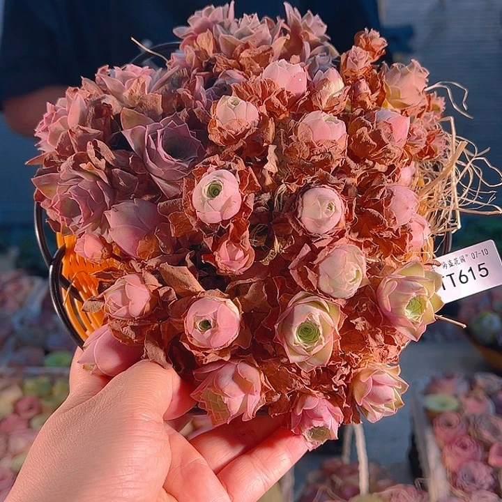TT015 黄金系列群花篮。