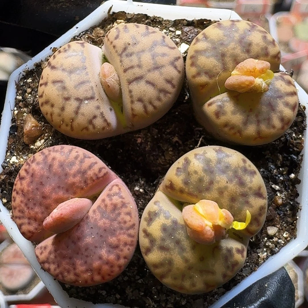 生石花111111。  186