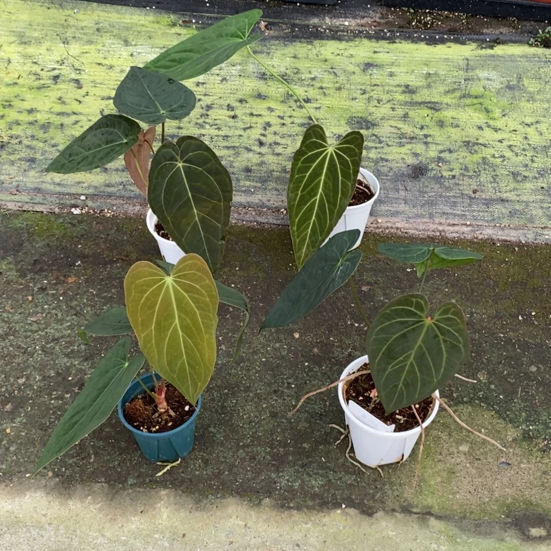 揪***揪不开花植物3728  4颗活动（无售后）
