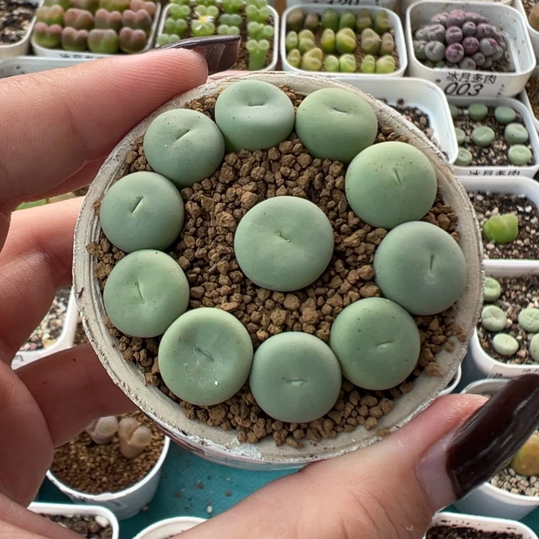 110大型红嘴裸根发货