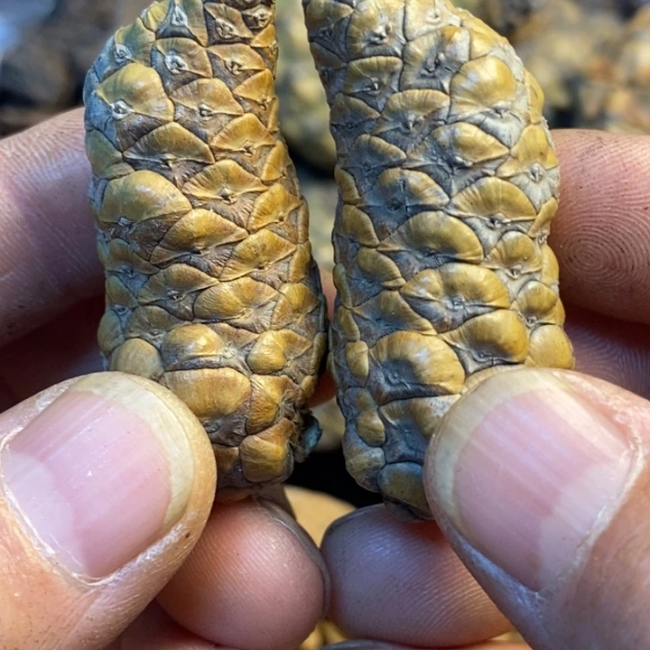 吊坠文玩核桃娜姐97