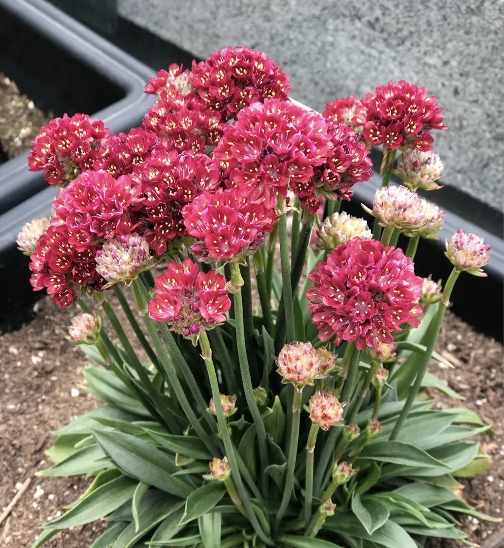 红色海石竹 盆栽爆花好养花期长云南鲜花绿植