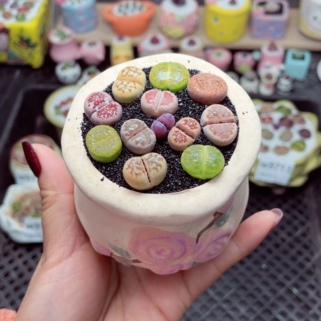 w9721 带盆土发货-零下地区拍保温箱