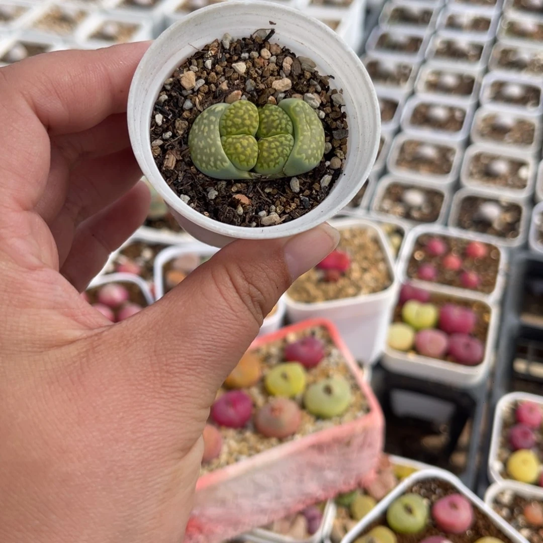 786多肉植物百科