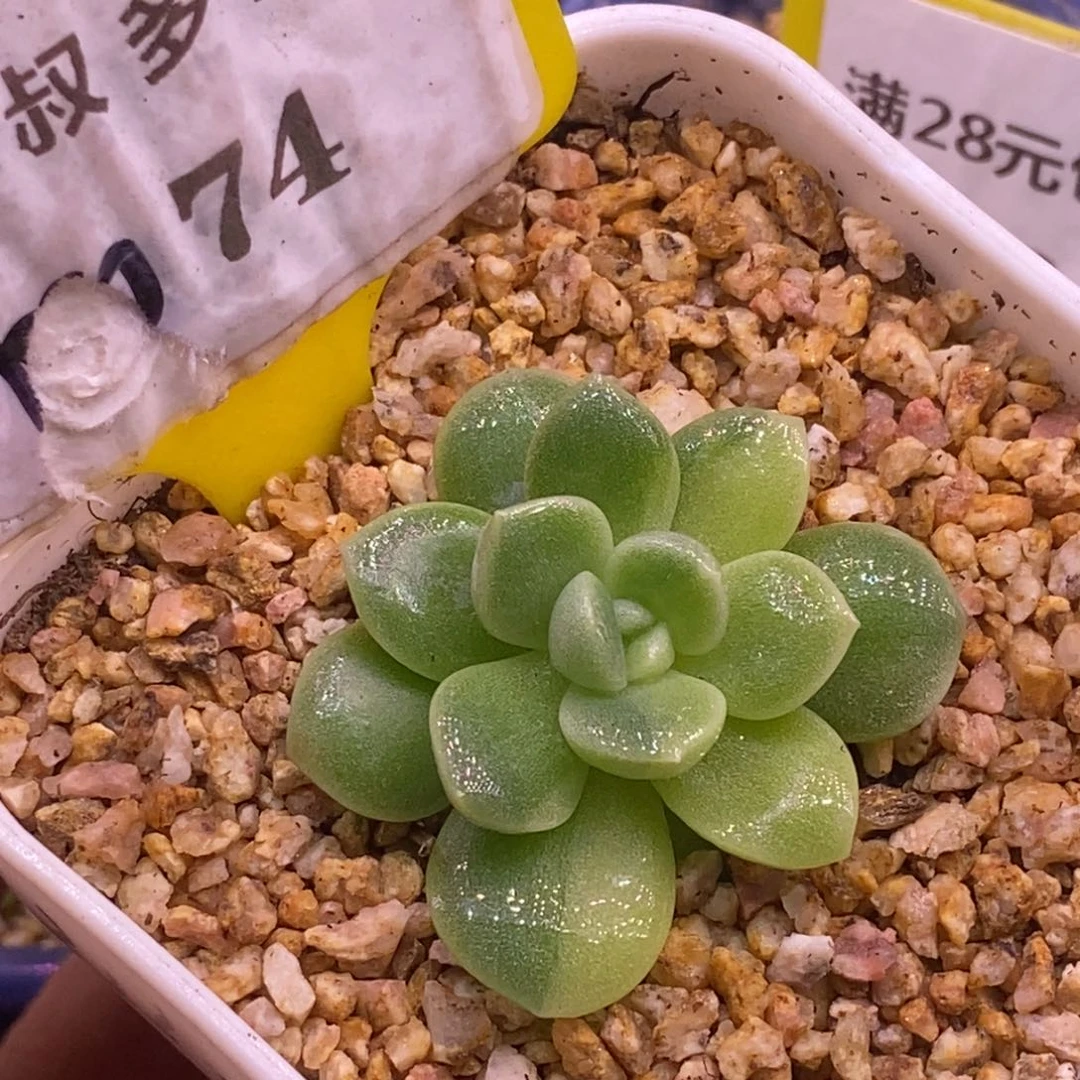 74冰玉锦非石化锦
