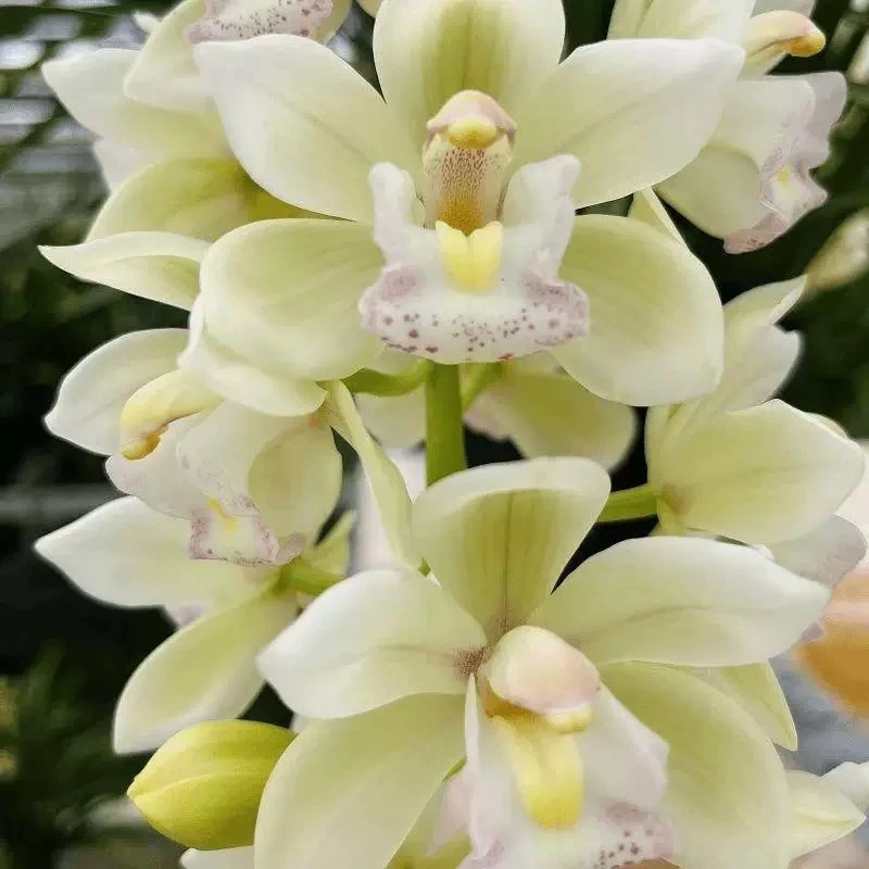 【白玉香兰2支花】大花蕙兰桌面落地兰花带花发货年宵花卉