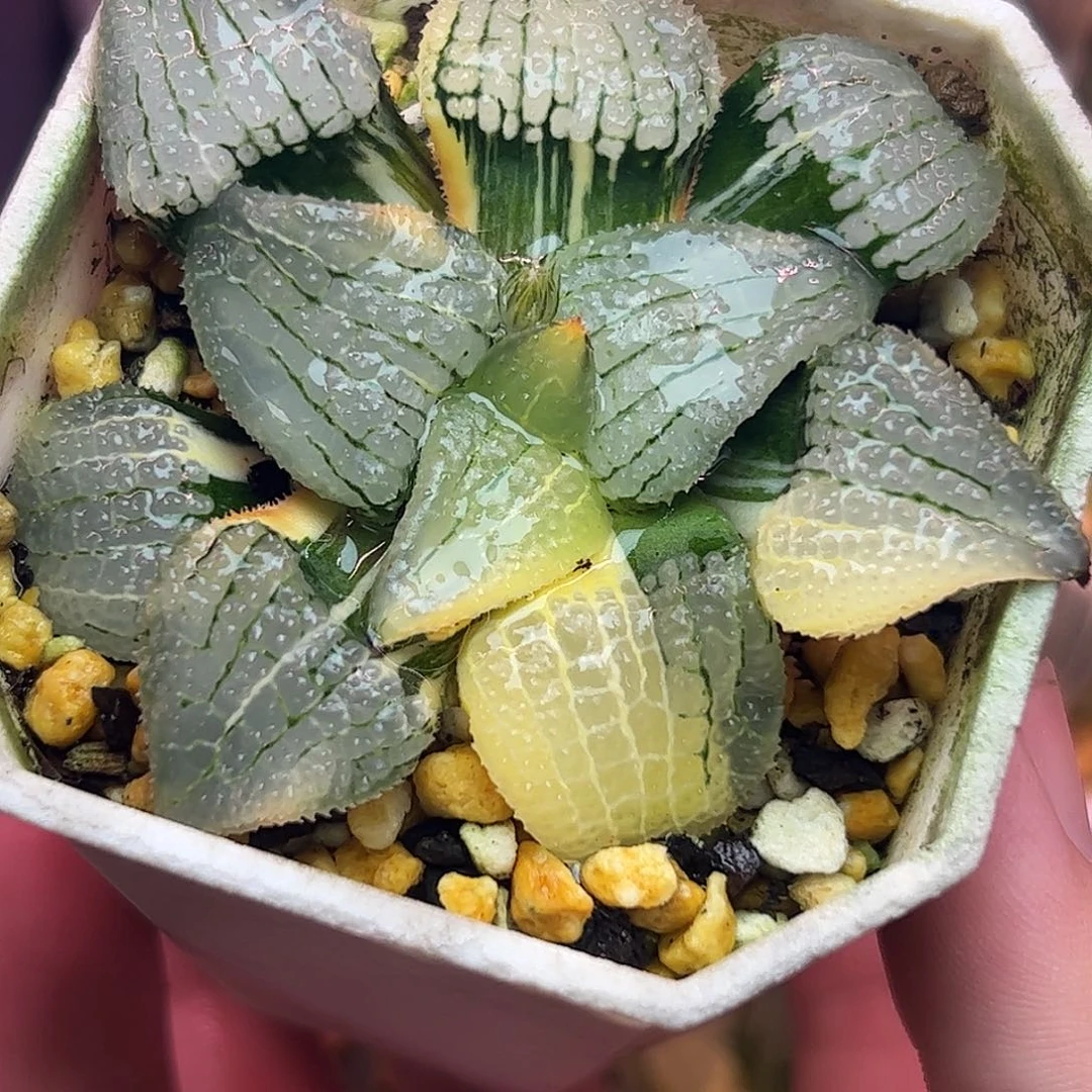 天空之镜锦十二卷多肉
