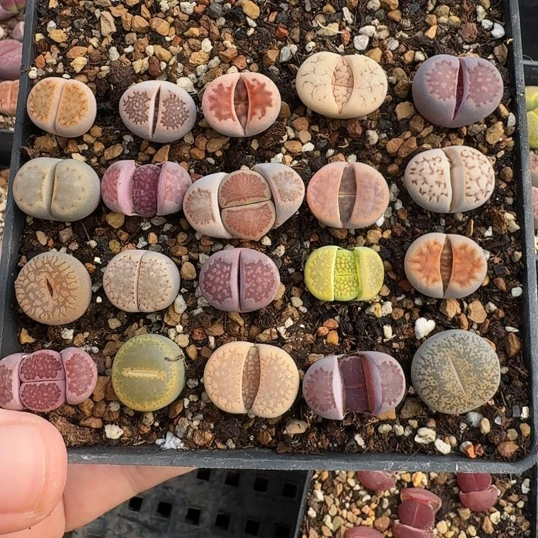 C026新手彩套多肉