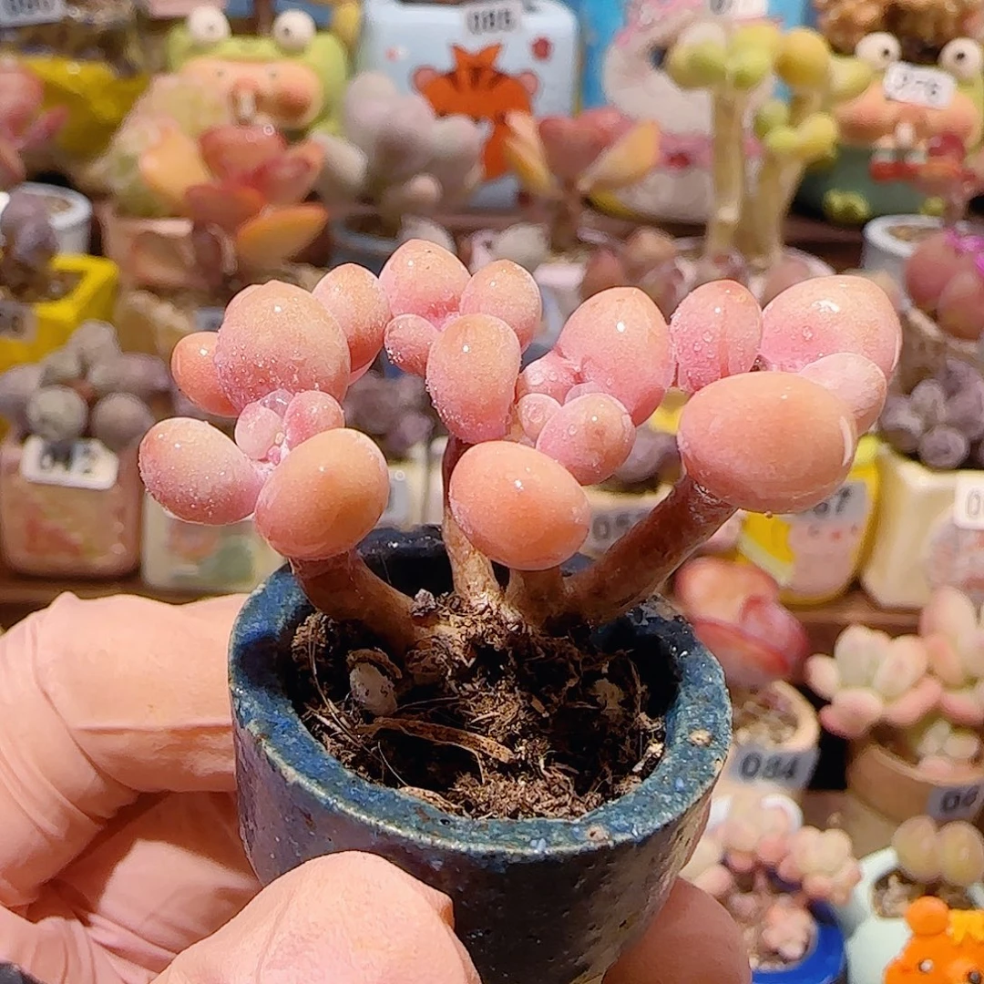 T造型桃蛋盆口2.5cm