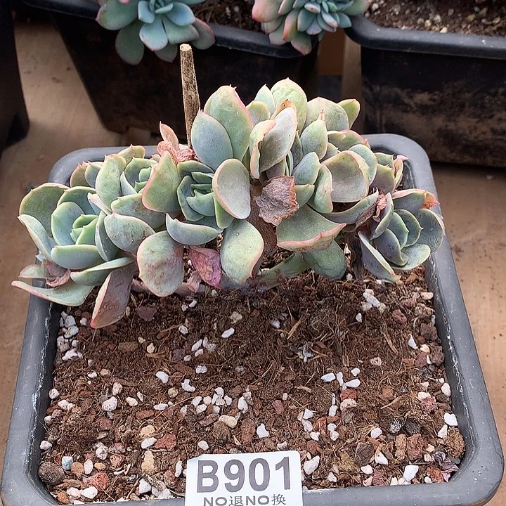 桃花坞朵朵处理 901