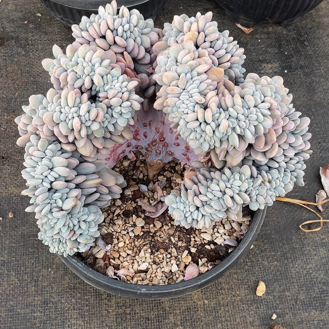 亮***晶多肉植物多肉植物