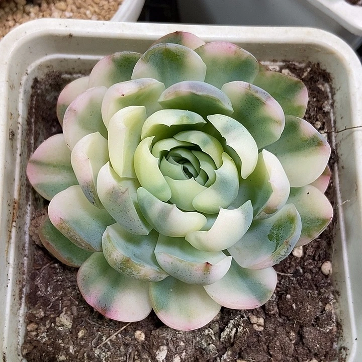贝瑞彩锦多肉植物