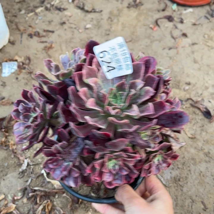 624金丝雀手捧1号棚