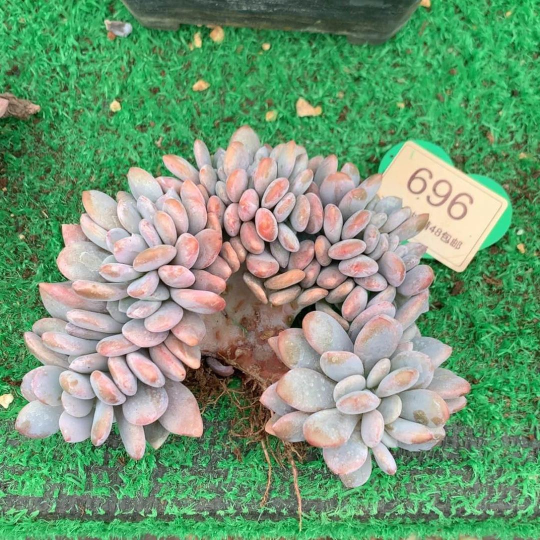 粉兔缀化一物一拍696