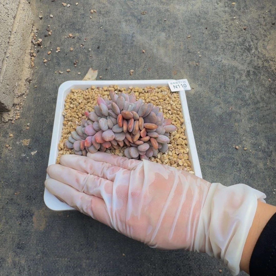 n n n n n n n n n 110