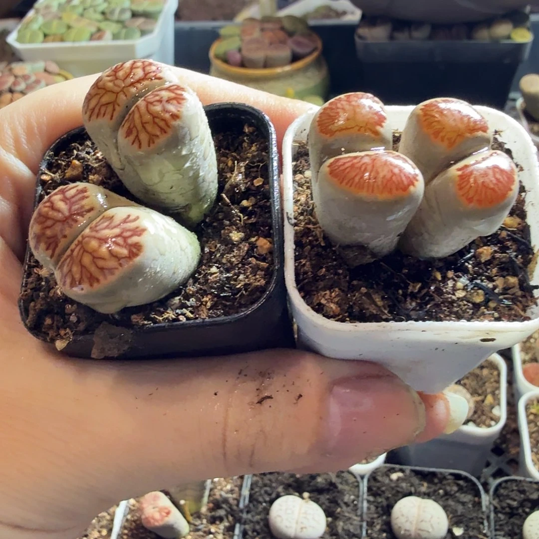 夏***目多肉植物的生长发育和99