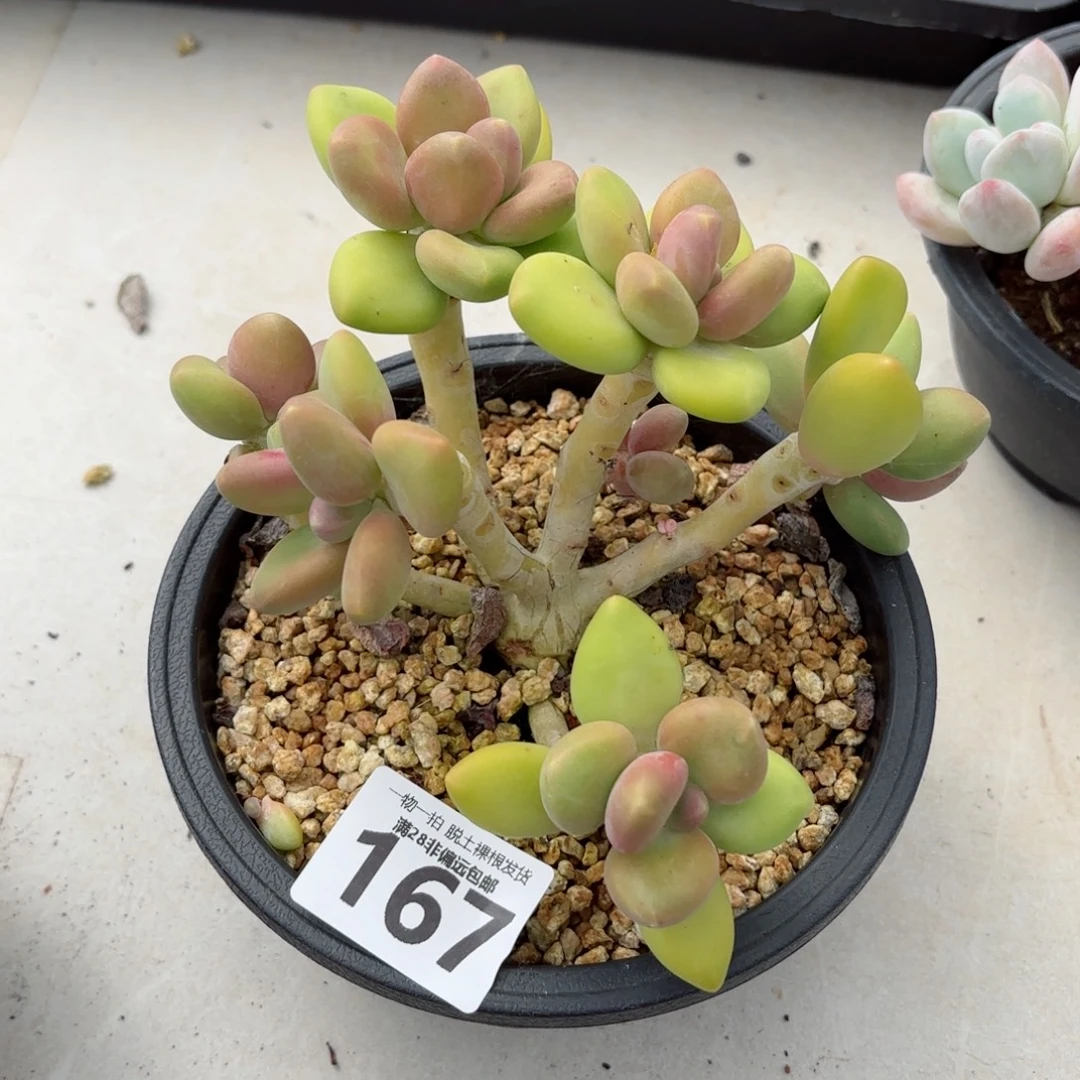 芒果kk奶老桩无盆土发货