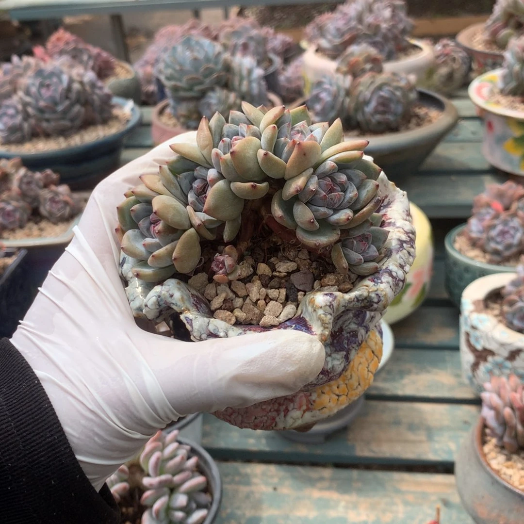 无花朵无砍哈哈哈哈哈哈哈1