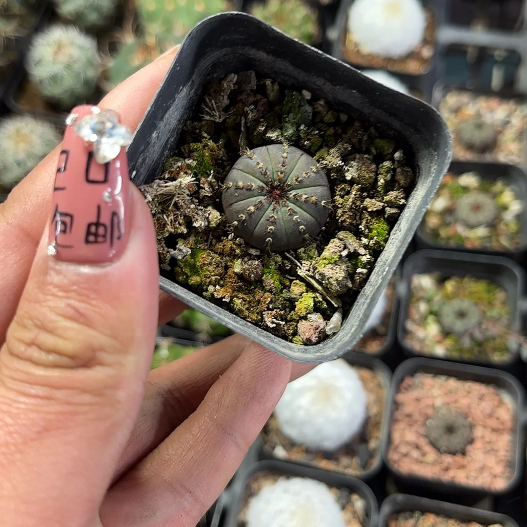 艳姬士童单头发货单头发