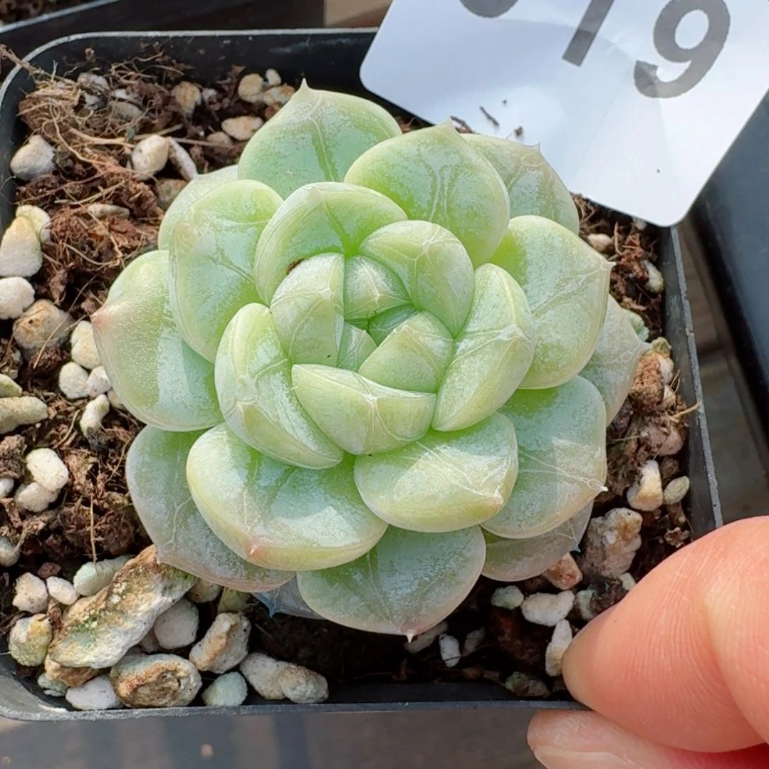 ?***羊暗纹宝宝       多肉植物