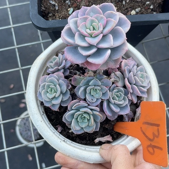 两单包邮，一物一拍136美尻