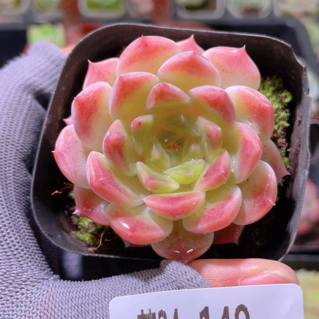花利美24-149秘境冰魄