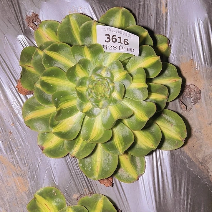 3616暴君多肉植物