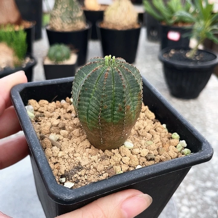 布纹球6666666666666