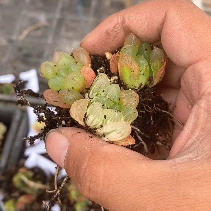 默**了1523。 福利。