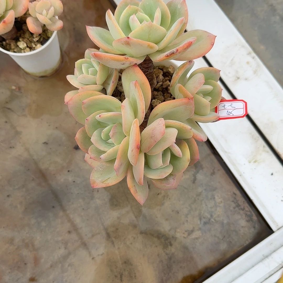 七****白凤多肉植物一颗