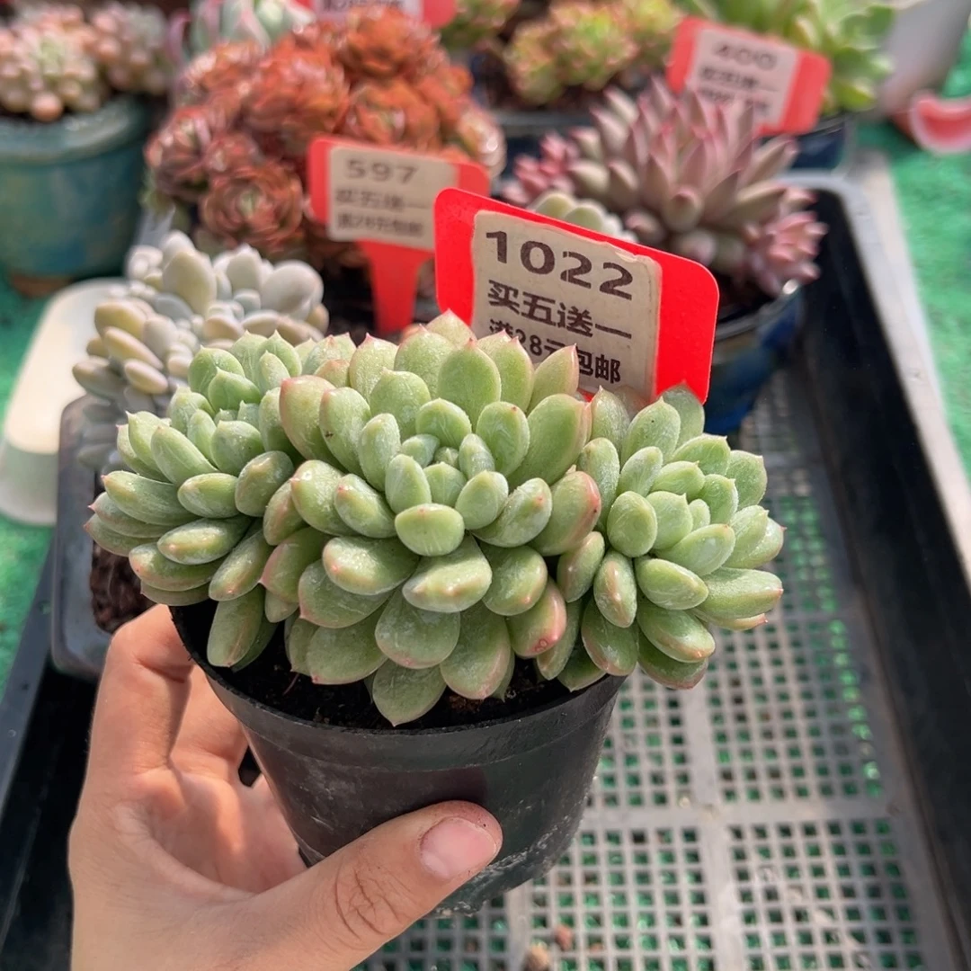 表妹精品多肉植物1022: