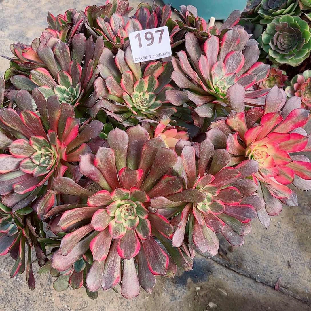 无花朵苹*虫多肉植物197