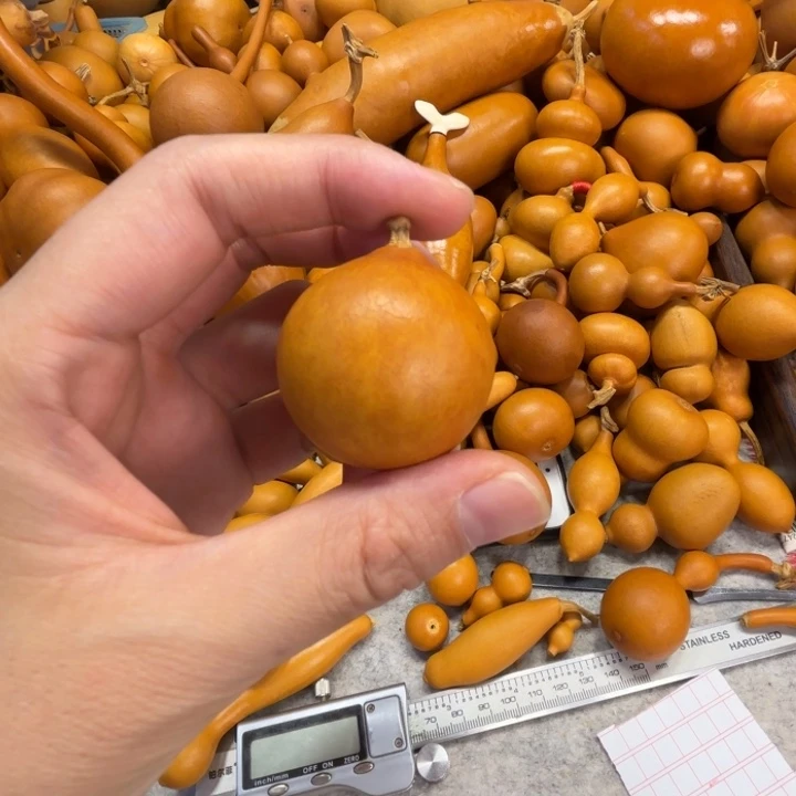 傅****流油的一把小葫芦12