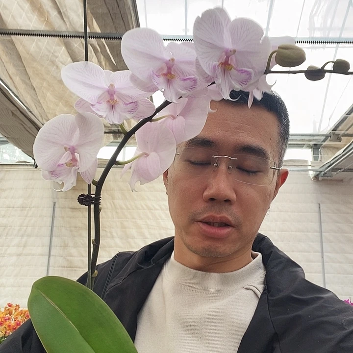 完全开放曼塔安汶3.5寸带花带苞