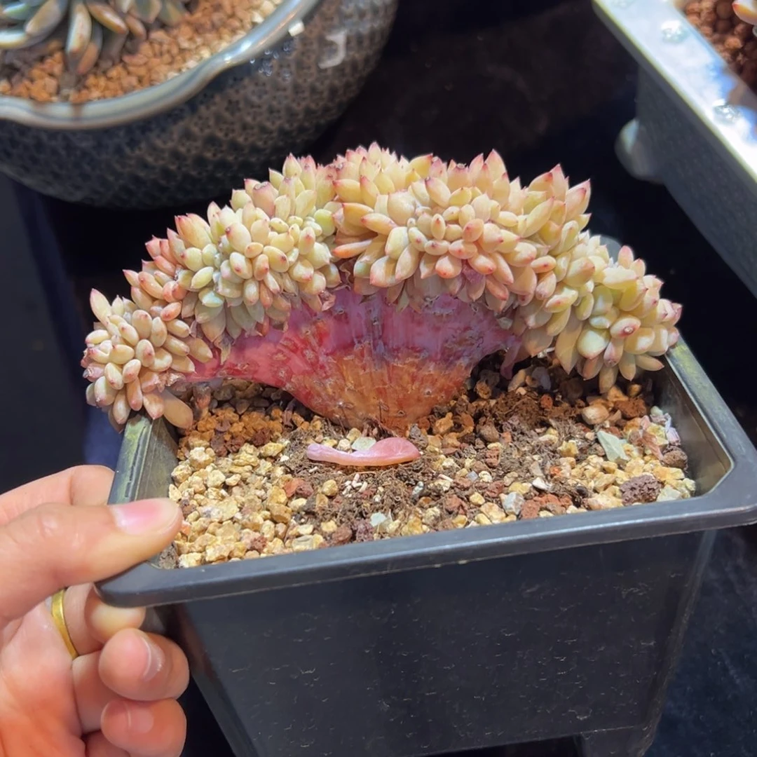 小*新年快乐 新年快乐