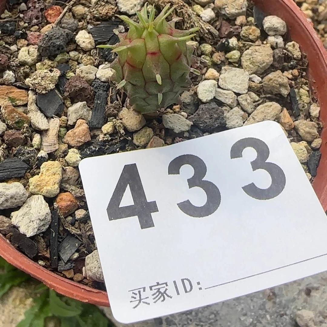 【闪购商品】K***n块根植物布纹球