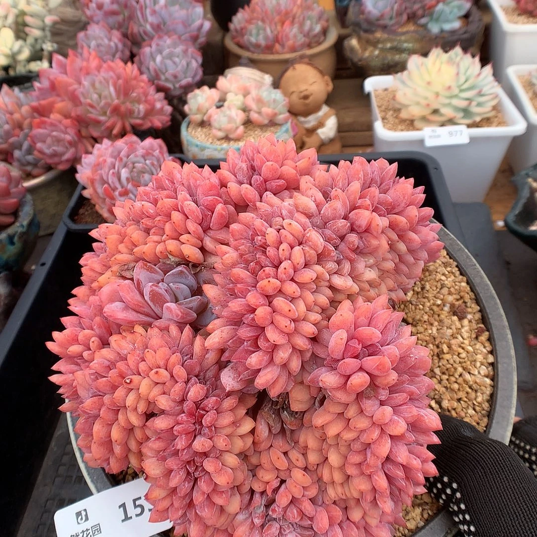 …***153雪天使綴化补差多肉植物6