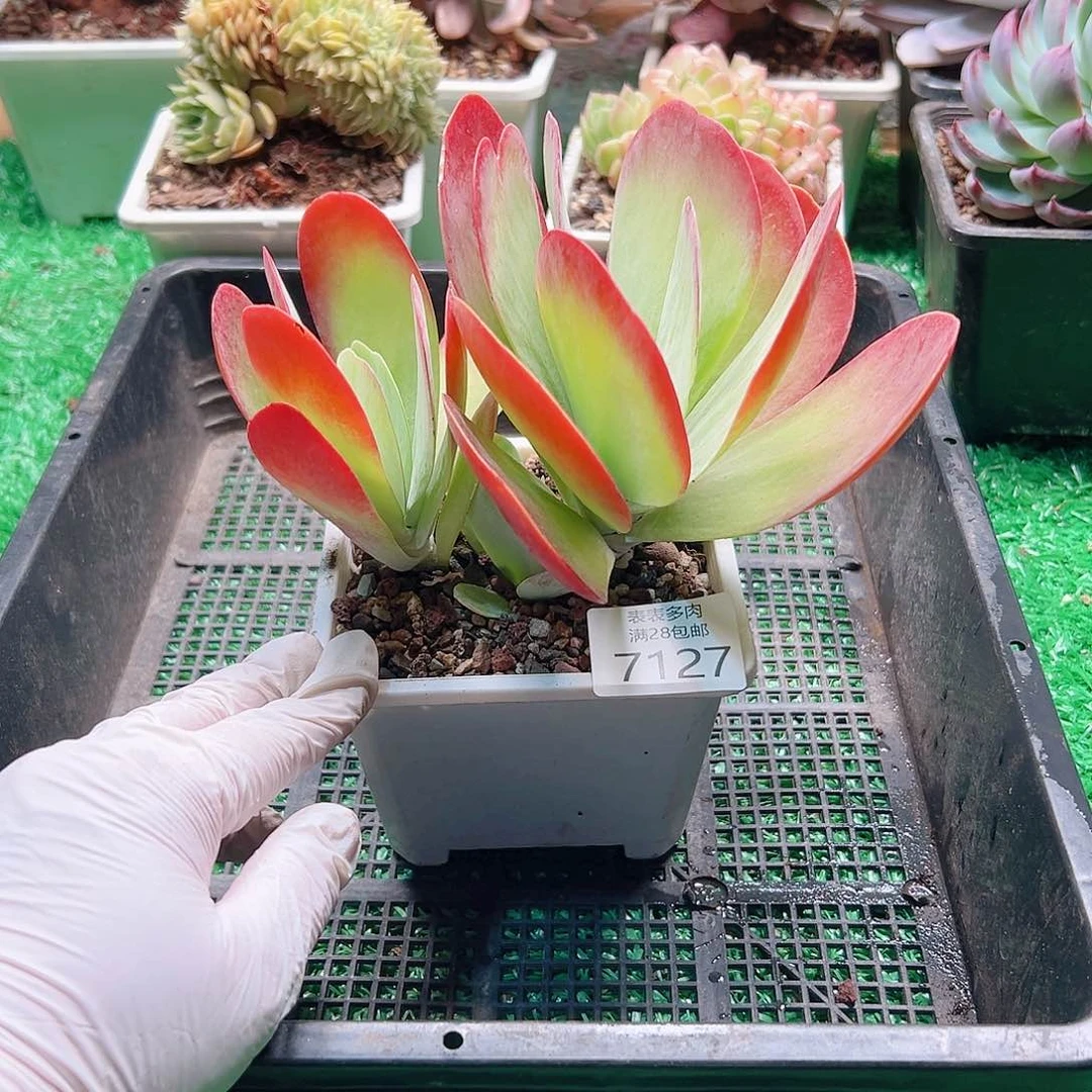 无花朵多肉一物一拍7127