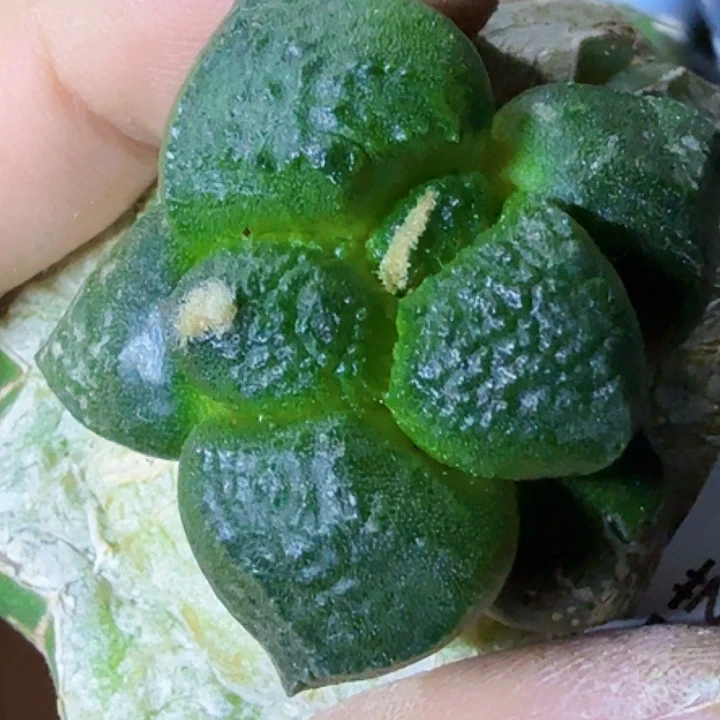 乒***无花朵福利大皱象肌连山724