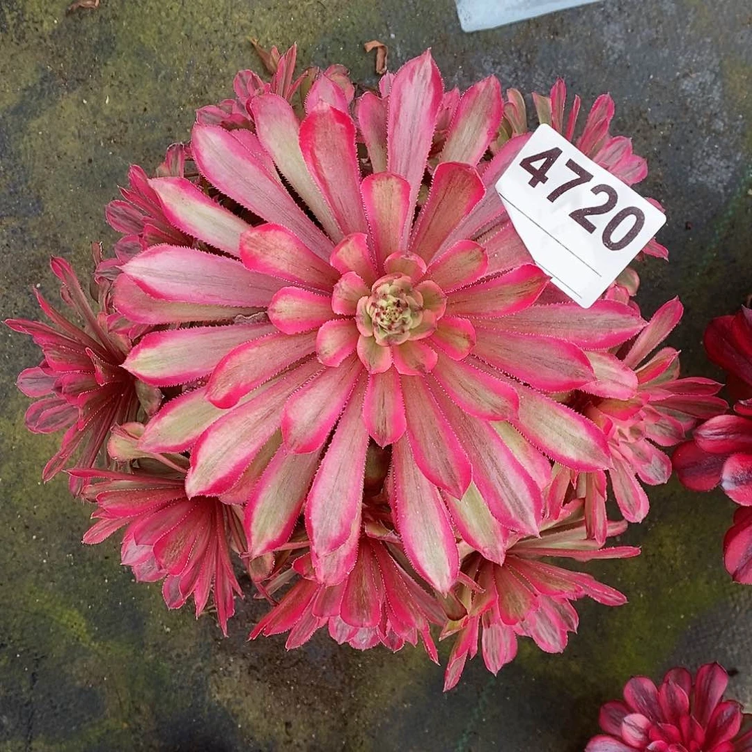 4720糖果粉黛多肉444444