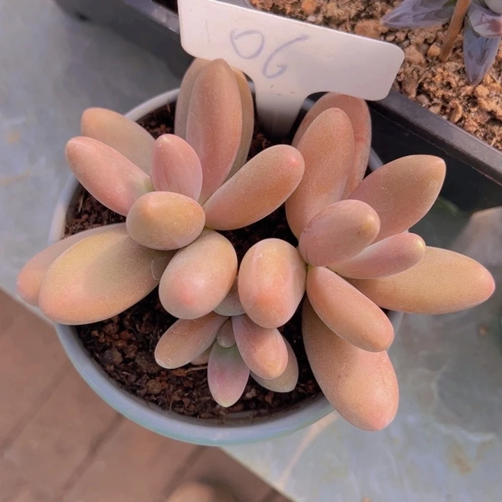 健健康康平平安安